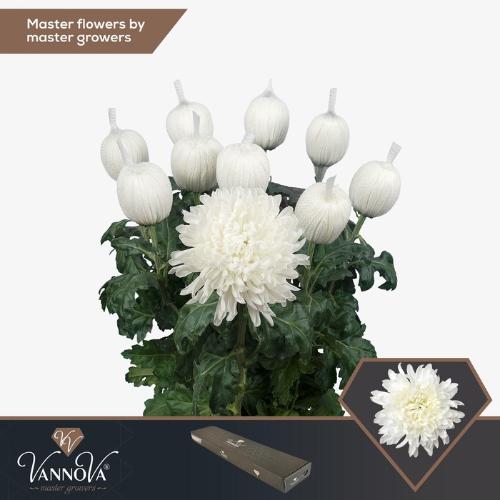 Chrysanthemum Indicum Grp geplozen kas Antonov