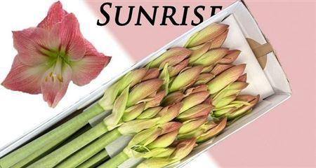 Hippeastrum (Galaxy Grp) 'Sunrise'