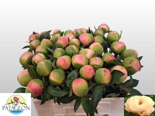 Paeonia (Herb. Hybrid Grp) 'Kingsday'