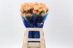 dabeb624-c606-480e-afd8-195af0fc1235.jpg