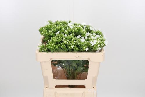 Phlox Paniculata Grp Whitecap