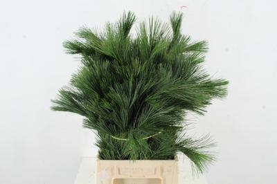 Pinus strobus