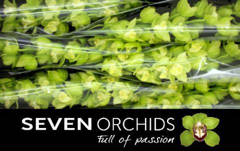 Cymbidium grootbloemig per tak 'Mint Ice'