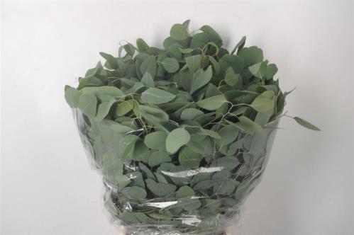 Eucalyptus per bos polyanthemos