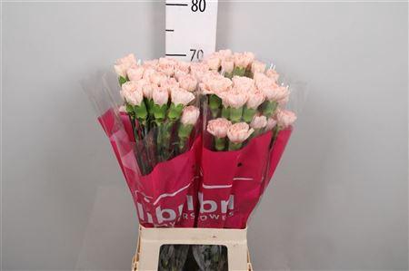 Dianthus standaard Lizzy