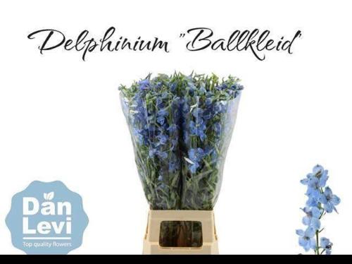 Delphinium Belladonna Grp enkelbloemig 'Ballkleid'