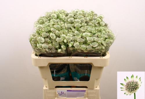 Astrantia major Billion Stars XL