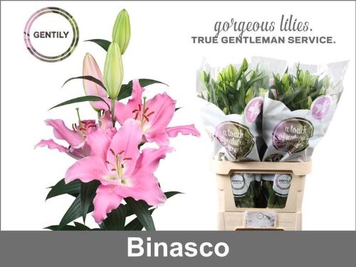 Lilium (Oriental Grp) 'Binasco'