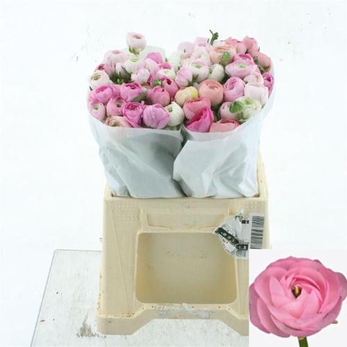 Ranunculus asiaticus Success 416PIN