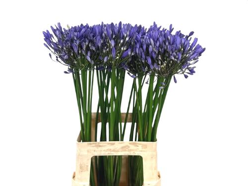 Agapanthus 'Intermedius'