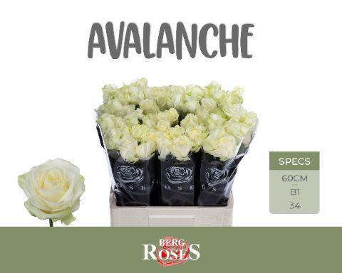 Rosa grootbloemig Avalanche+