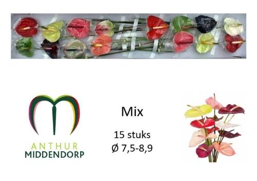 Anthurium Andreanum Grp gemengd