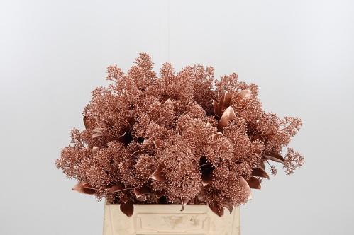 Skimmia per bos overig kleurbehandeld H%
