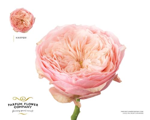 Rosa grootbloemig Darcy!