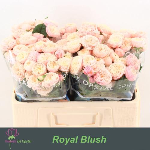 Rosa tros Royal Blush