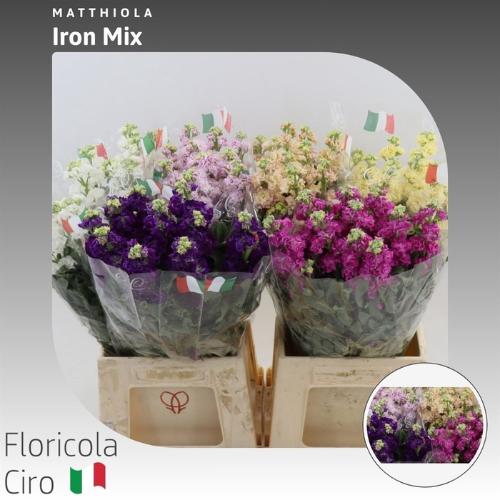 Matthiola incana gemengd