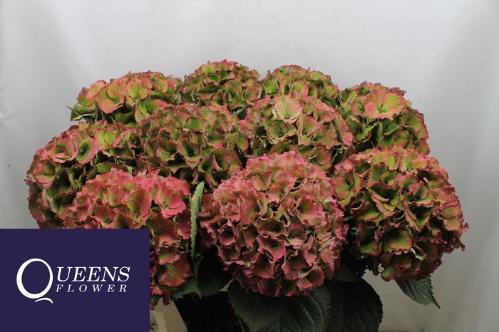Hydrangea macrophylla Royal Palace (classic)