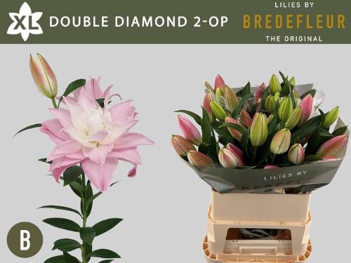 Lilium (Oriental Grp) dubbel 'Double Diamond'
