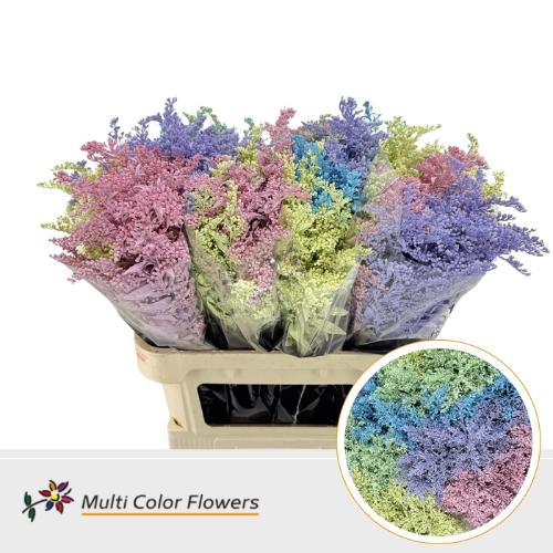 Solidago kleurbehandeld H%