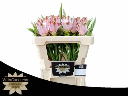 Curcuma alismatifolia Siam Sunrise