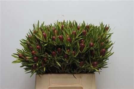 Leucadendron overig