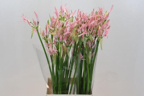 Nerine Bowdenii Grp 'Vesta K'