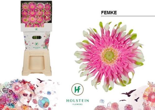 Gerbera grootbloemig krulvormig Gerpasta Femke