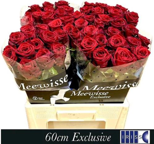 Rosa grootbloemig Red Naomi!