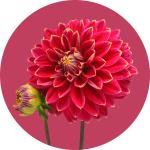 Dahlia