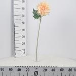 dahlia-stopkova-70cm.jpg