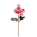 dahlia-um-stopkova-1.jpg