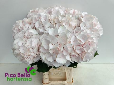 Hydrangea macrophylla 'Sweet Verena'