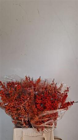 Ilex verticillata 'Orange Glow'
