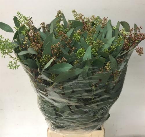 Eucalyptus per bos populifolia (met bes)