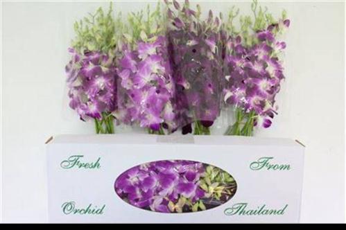 Dendrobium overig