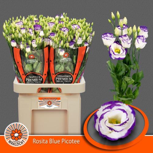 Eustoma russellianum gevuldbloemig 'Rosita Blue Picotee'
