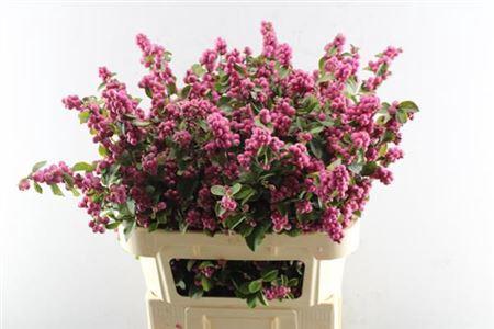 Symphoricarpos Magical Temptation