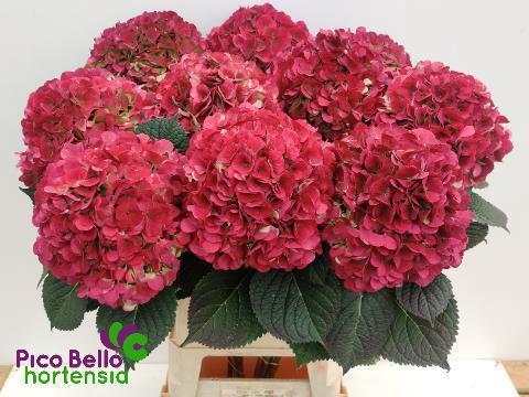 Hydrangea macrophylla My Beautiful Vienna (classic)