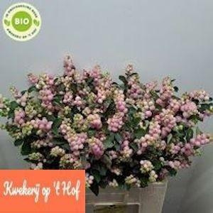 Symphoricarpos Magical Pride