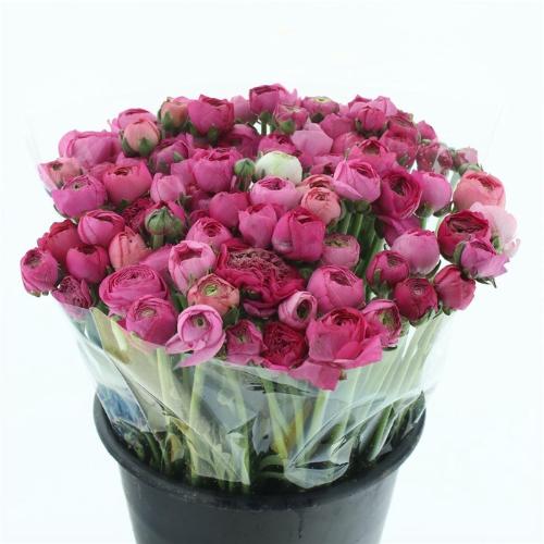 Ranunculus asiaticus 'Elegance Dark Pink'