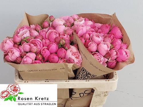Rosa tros Silva Pink+