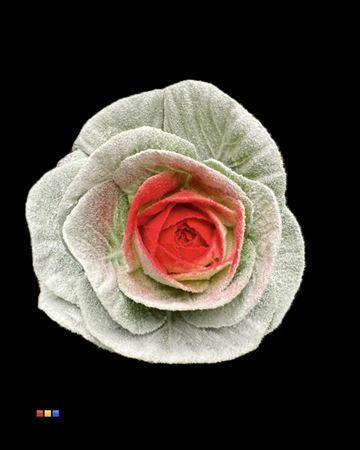 Brassica oleracea kleurbehandeld H%