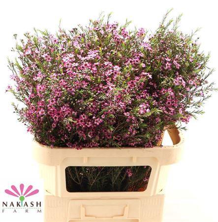 Chamelaucium uncinatum 'Purple Pride'