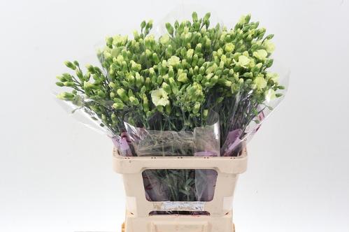 Dianthus Solomio Bern