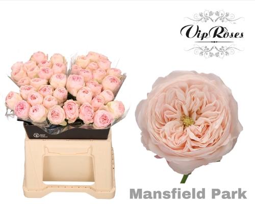 Rosa kleinbloemig Mansfield Park