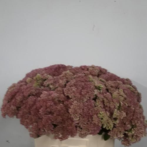 Sedum spectabile