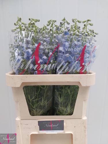 Delphinium Belladonna Grp enkelbloemig 'Ballkleid'