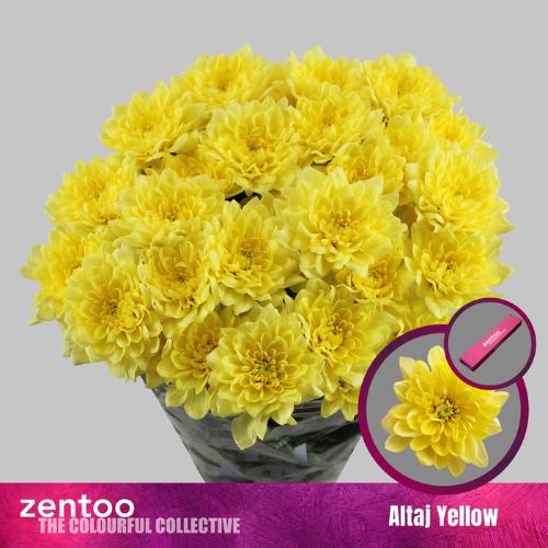 Chrysanthemum (Indicum Grp) tros Altaj Yellow