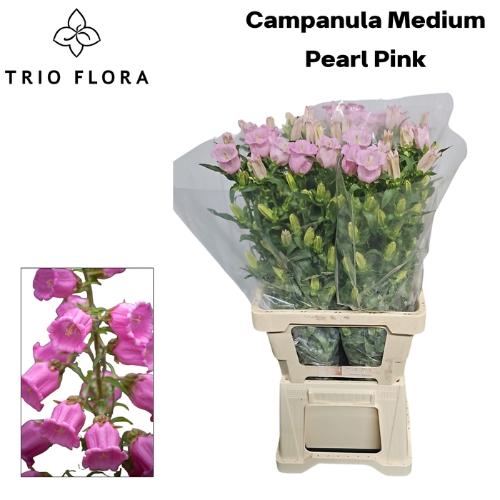 Campanula medium 'Campana Pearl Pink'