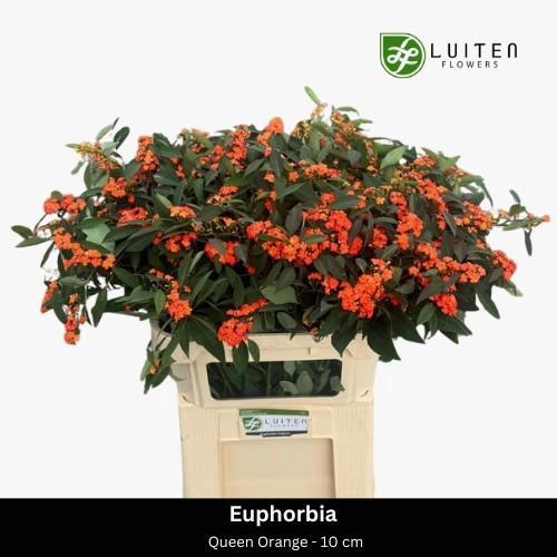 Eustoma russellianum enkelbloemig 'Aesthetic Picotee Pink'